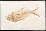 Exceptional, Diplomystus Fossil Fish - Wyoming #43831-1